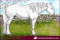 Horse Color:Gray White Spotted Chocolate Silver Black