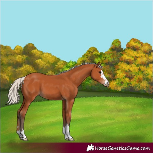 Horse Color:Silver Bay 