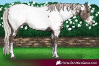 Horse Color:Silver Black Sabino Near Fewspot