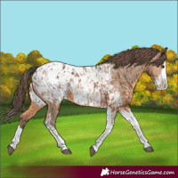 Horse Color:Bay Splash Tobiano Appaloosa  and Amber Champagne Splash Tobiano Appaloosa 