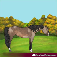 Horse Color:Brown Dun and Brown Dun Splash