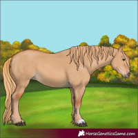 Horse Color:Red Dun 