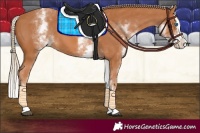 Horse Color:White Spotted Chestnut Splash 