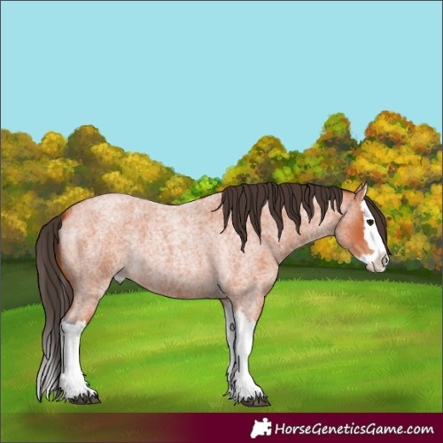 Horse Color:Bay Roan Splash