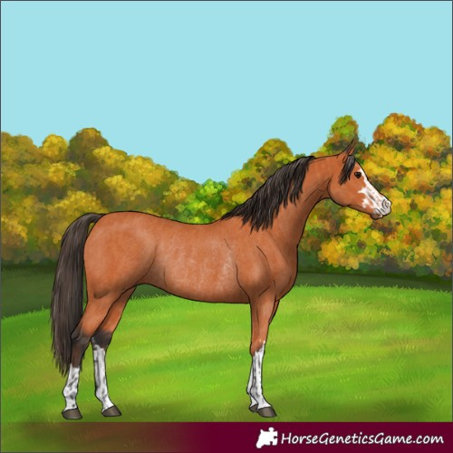 Horse Color:Bay  and Bay Rabicano 