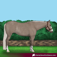 Horse Color:Silver Grullo Rabicano
