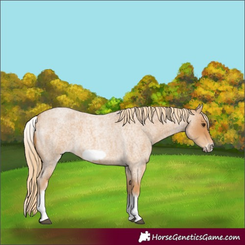 Horse Color:White Spotted Red Roan Frame 