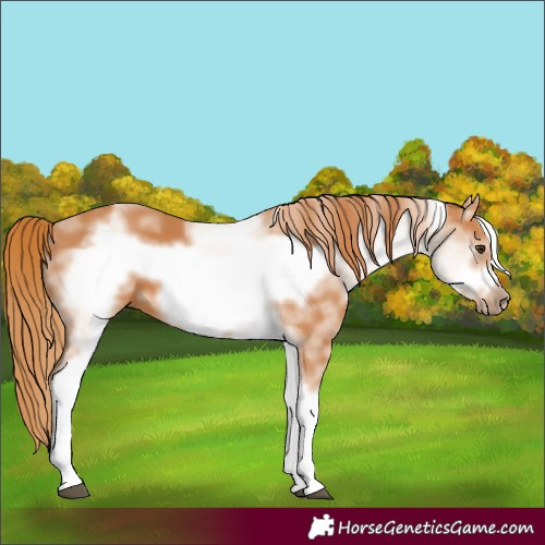Horse Color:White Spotted Chestnut Frame 