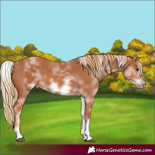 Horse Color:White Spotted Chestnut Frame 