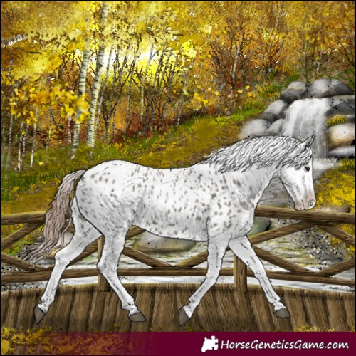 Horse Color:Grullo Appaloosa 