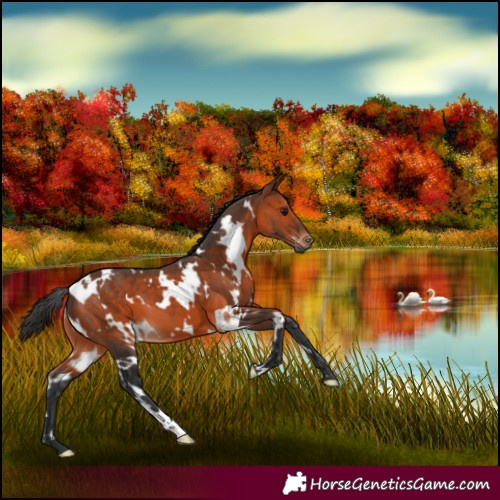 Horse Color:White Spotted Brown 