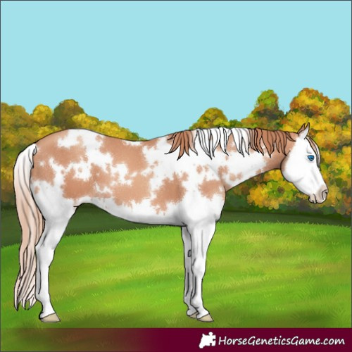 Horse Color:White Spotted Gold Champagne Splash 