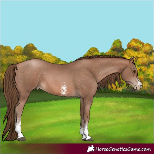 Horse Color:Brown Pearl Sabino