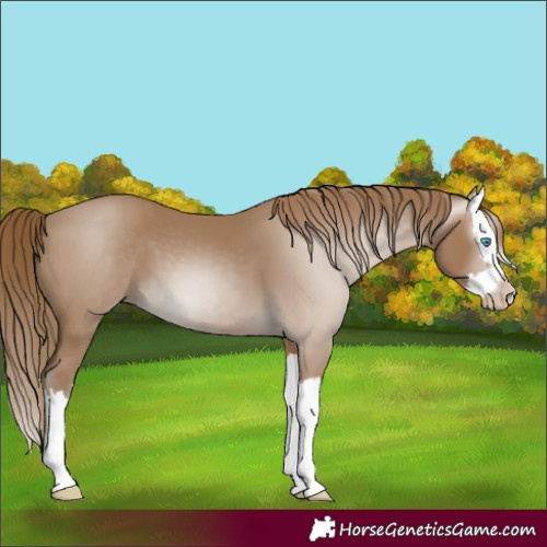 Horse Color:Gray Smoky Creme Splash 