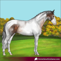 Horse Color:Brown Sabino Tobiano Appaloosa 