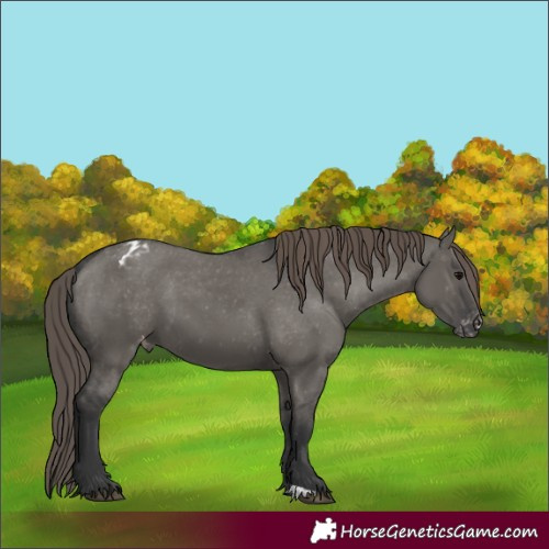 Horse Color:Grullo Appaloosa 