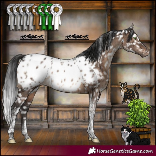 Horse Color:Brown Dun Tobiano Appaloosa Brindle 