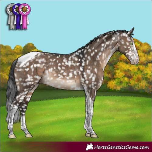 Horse Color:Brown Dun Sabino Tobiano Appaloosa Rabicano 