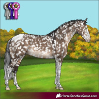 Horse Color:Brown Dun Sabino Tobiano Appaloosa Rabicano