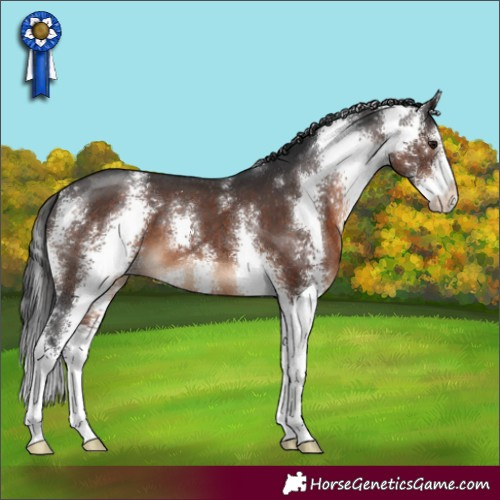 Horse Color:Brown Sabino Appaloosa 
