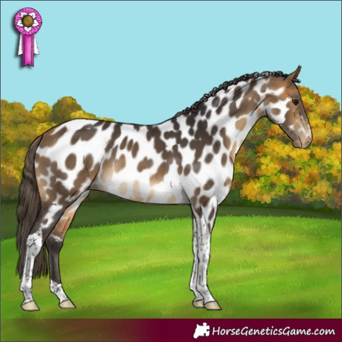 Horse Color:Buckskin Tobiano Appaloosa Rabicano 