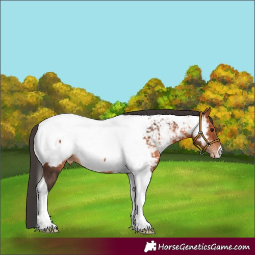 Horse Color:Bay Tobiano Appaloosa 
