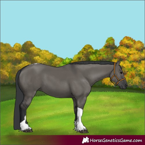 Horse Color:Grullo Tobiano