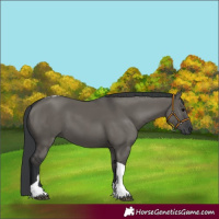 Horse Color:Grullo Tobiano 