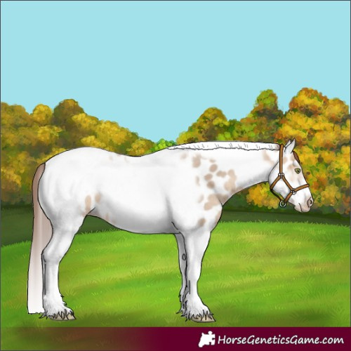 Horse Color:Amber Champagne Dun Tobiano Frame Appaloosa Rabicano 