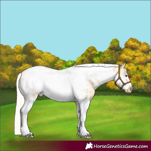 Horse Color:Silver Amber Cream Champagne Dun Tobiano Frame Near Leopard Rabicano 