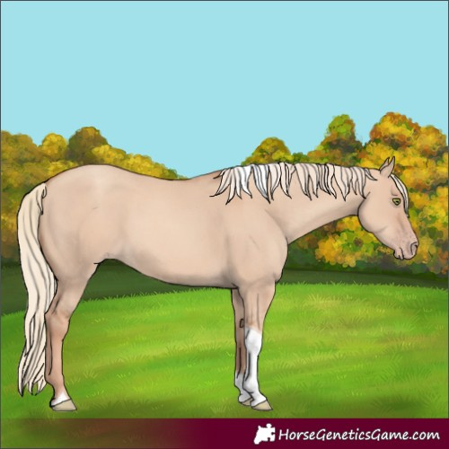 Horse Color:Gold Champagne Dun Tobiano 