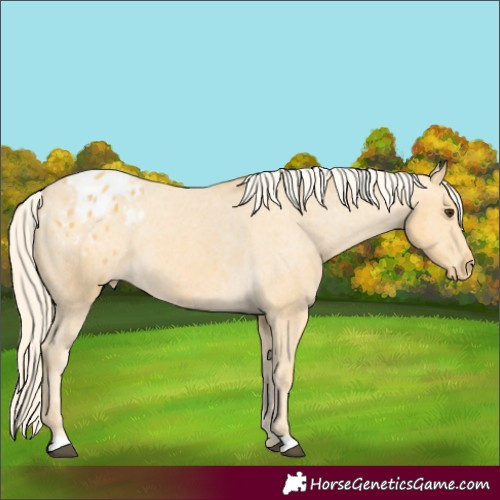 Horse Color:Palomino Appaloosa 