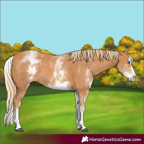 Horse Color:White Spotted Chestnut Splash 