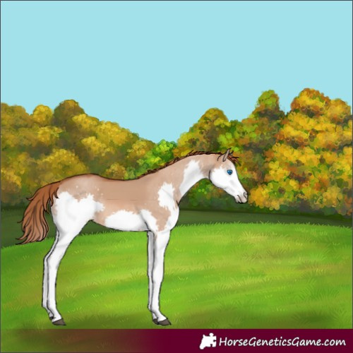 Horse Color:Red Dun Splash 