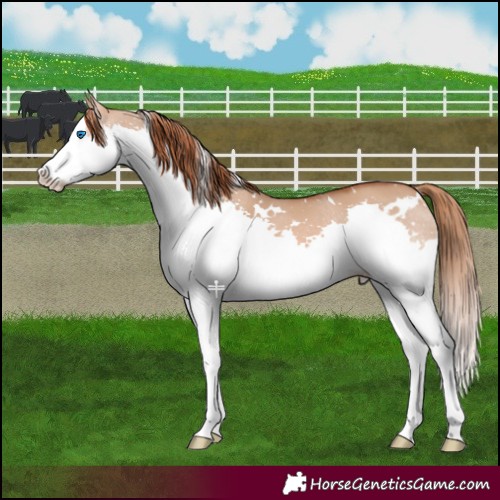 Horse Color:White Spotted Red Dun Splash 