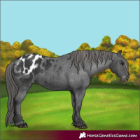 Horse Color:Black Appaloosa Rabicano