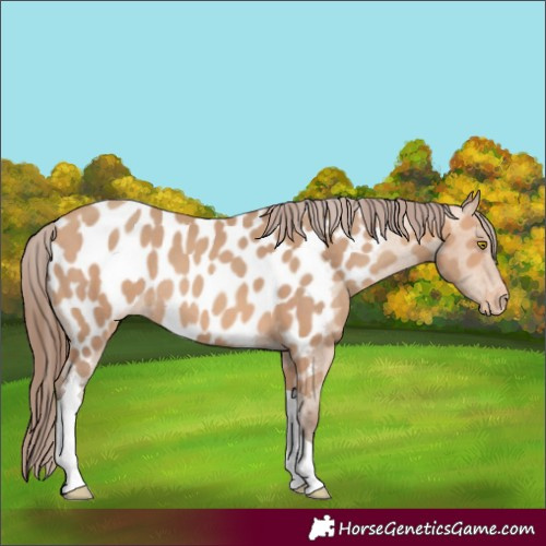 Horse Color:Amber Champagne Tobiano Near Leopard Rabicano