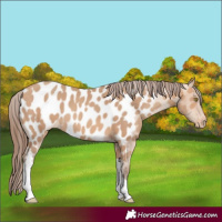 Horse Color:Amber Champagne Tobiano Near Leopard Rabicano