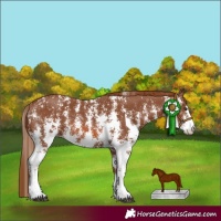 Horse Color:Chestnut Sabino