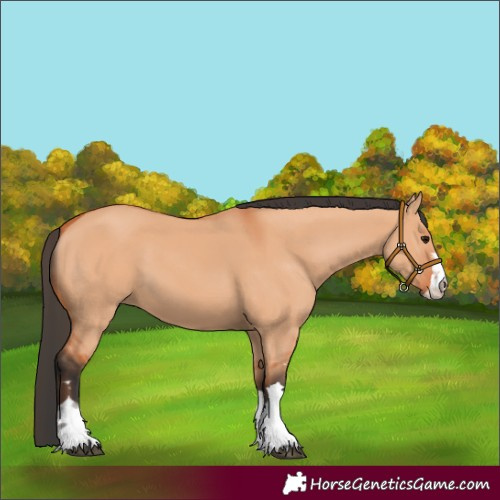 Horse Color:Bay Dun 