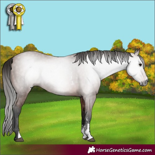 Horse Color:Gray Bay Sabino 