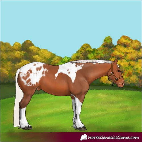 Horse Color:Silver Bay Tobiano Appaloosa 