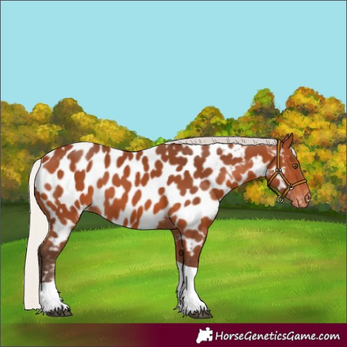 Horse Color:Silver Bay Tobiano Appaloosa 
