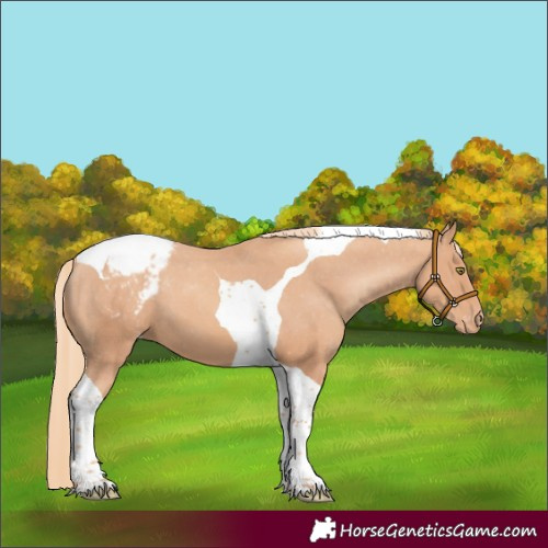 Horse Color:Gold Champagne Tobiano Appaloosa 