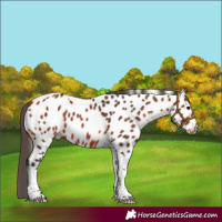 Horse Color:Bay Tobiano Appaloosa 