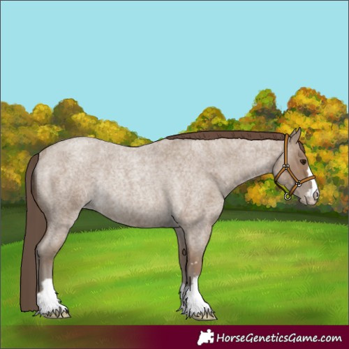Horse Color:Classic Champagne Roan Appaloosa Rabicano 