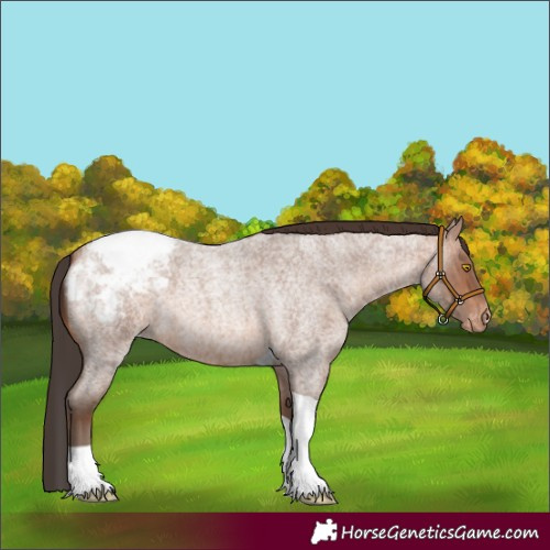 Horse Color:Sable Champagne Roan Tobiano Appaloosa 