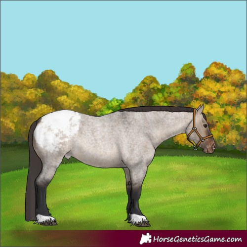 Horse Color:Brown Roan Dun Appaloosa 