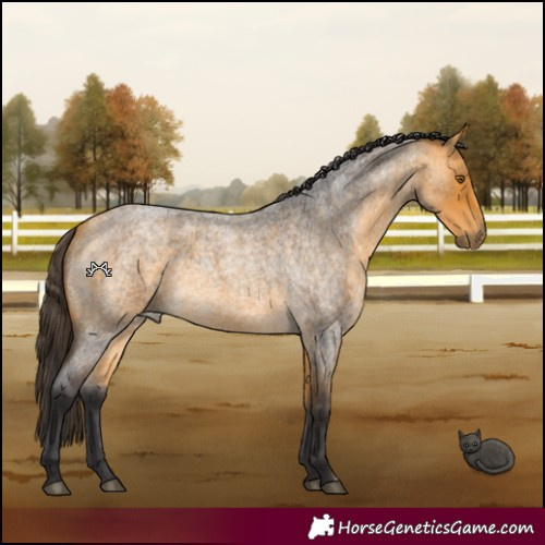 Horse Color:Buckskin Roan 