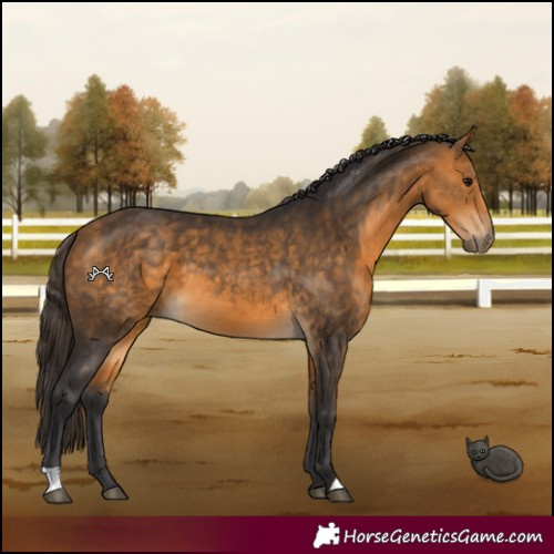 Horse Color:Buckskin 